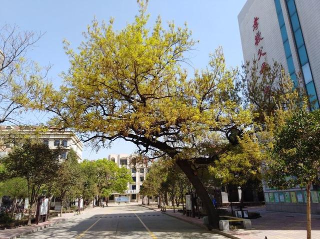 传承广文·百年树人—到潍坊广文中学“看树”，感受生态校园！