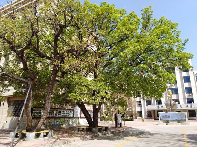传承广文·百年树人—到潍坊广文中学“看树”，感受生态校园！